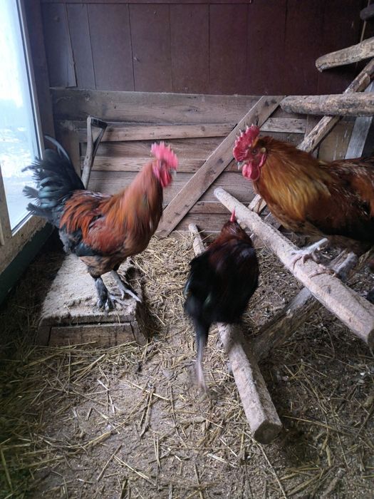 Sprzedam koguty marans aracan