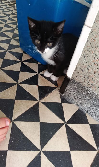 Caes e gatos pra adoção responsável