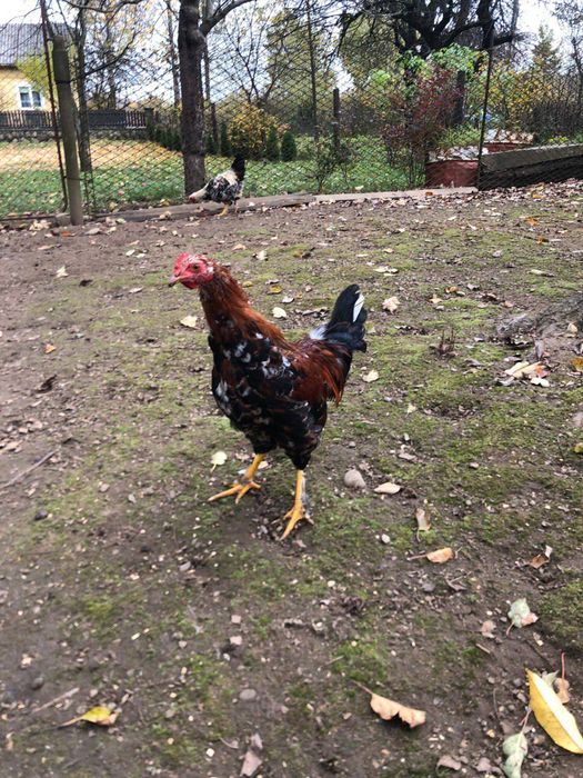 Півники  молоді.