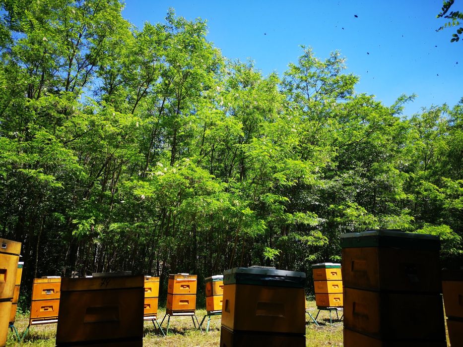 Miód z własnej pasieki