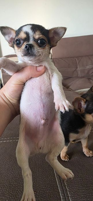 Chihuahua pelo curto