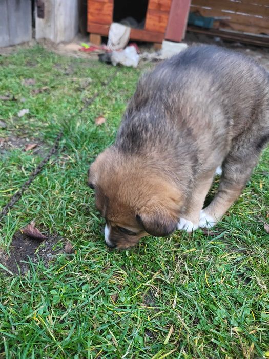 Oddam za darmo małą suczkę.