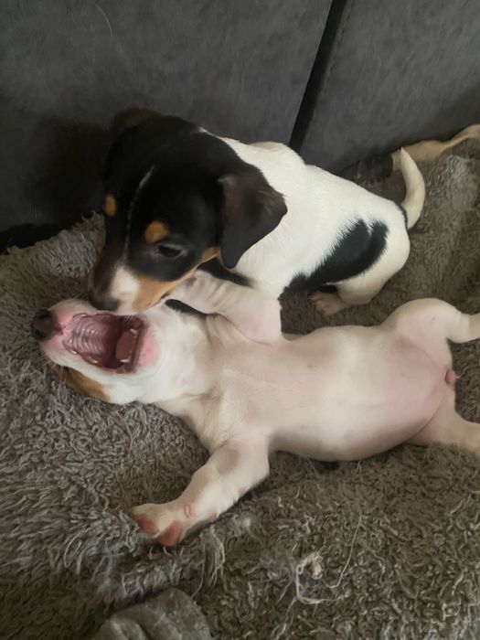 Джек Рассел Терьер- КСУ