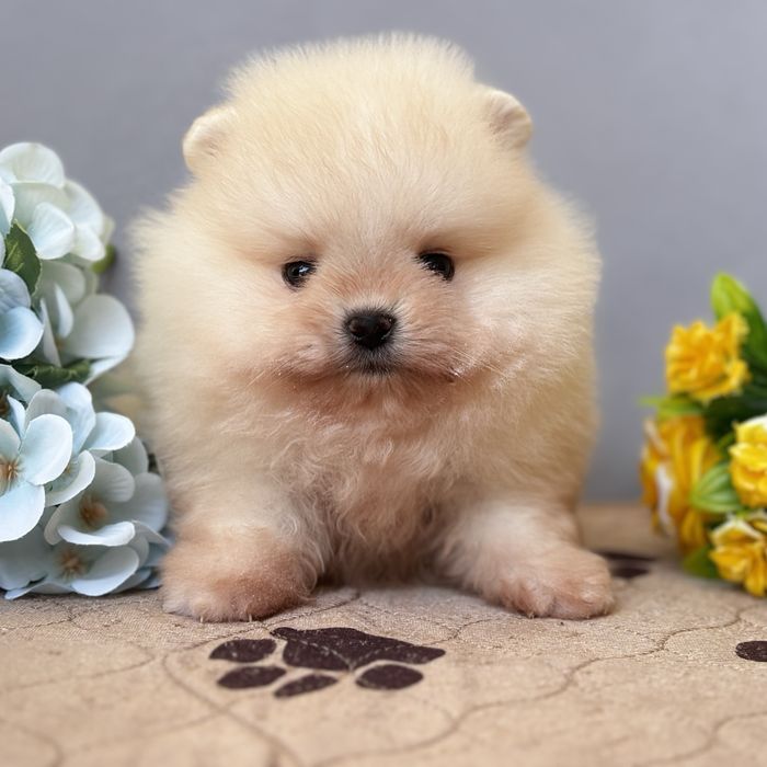 ляльковий Ведмедик шок классу
