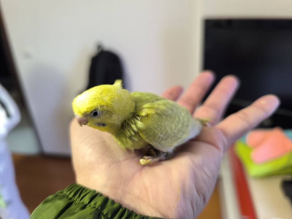 Piriquitos a sair do ninho