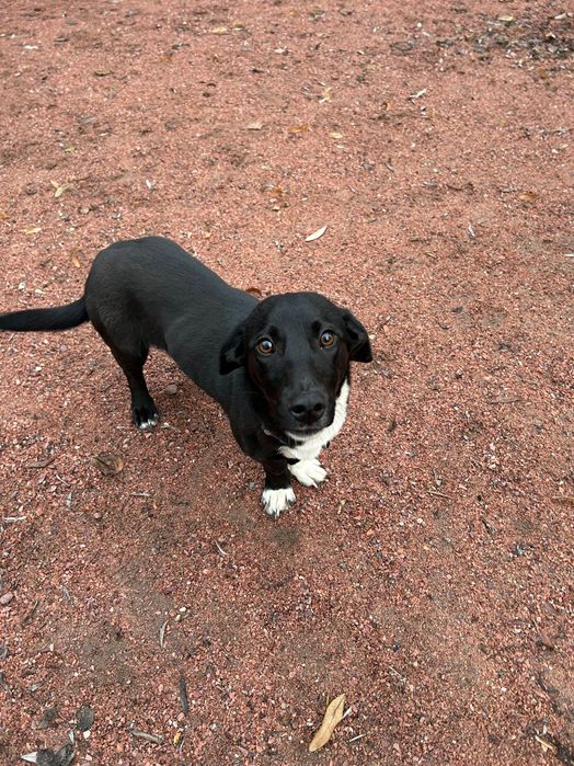 Собачка малої породи в добрі руки