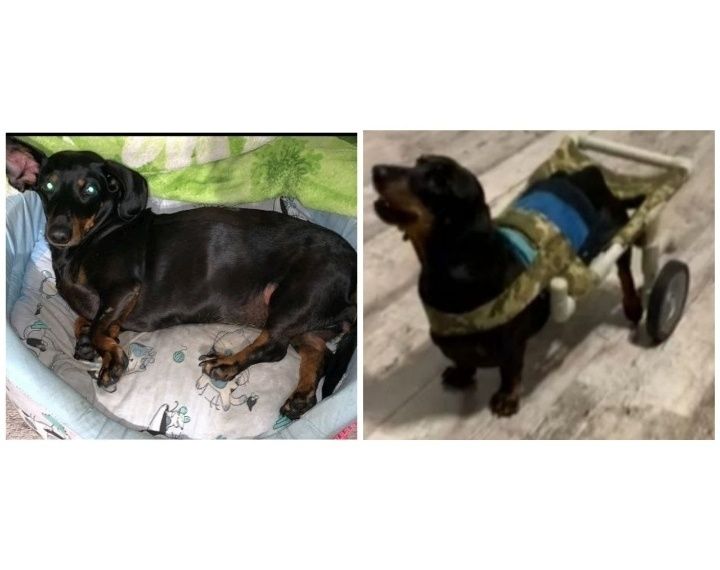 Коляска інвалідна для собачок