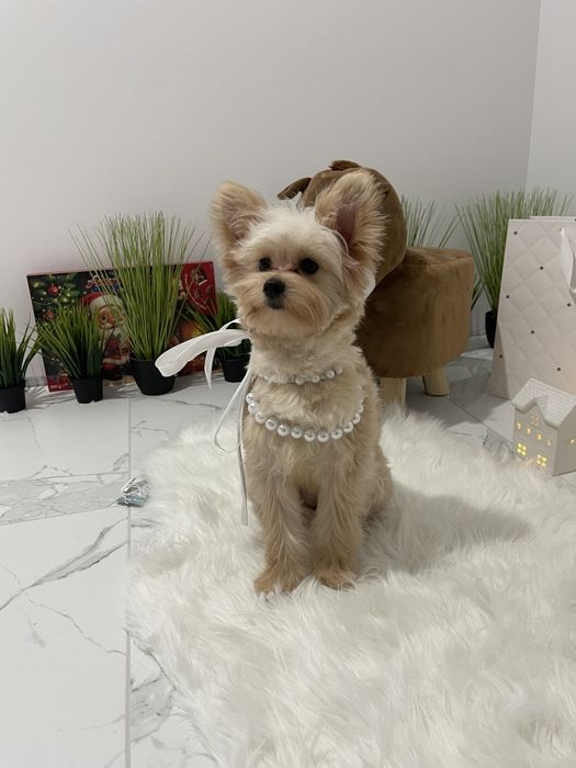 Обіймай і не відпускай  чарівні Помапу тут!