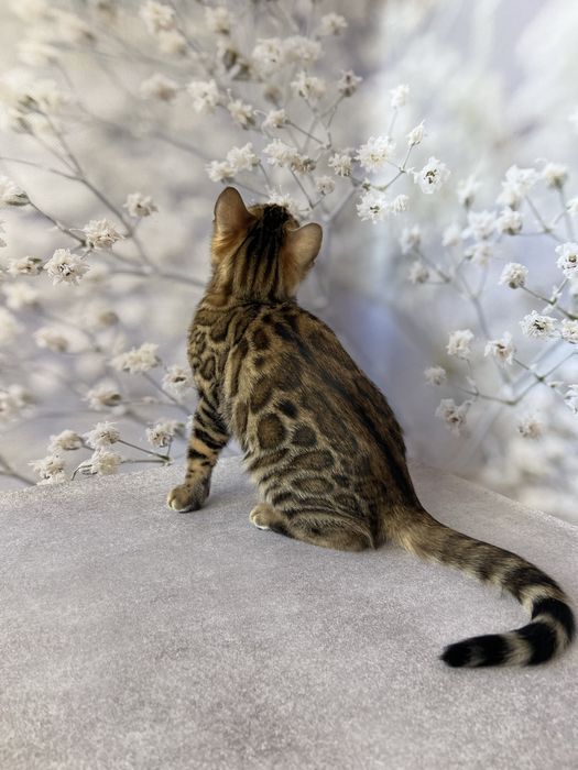 Бенгальские котята