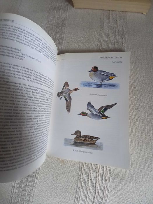 Anatídeos de Portugal espécies de patos em Portugal