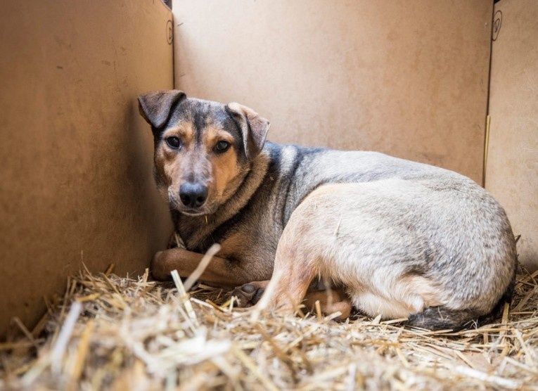 Pandek szuka bezpiecznego domu