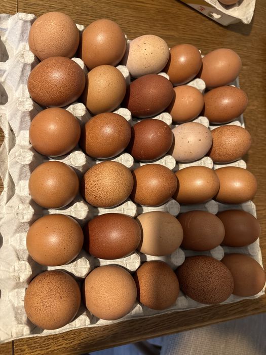 Kolorowe jaja  lęgowe marans+ araucana