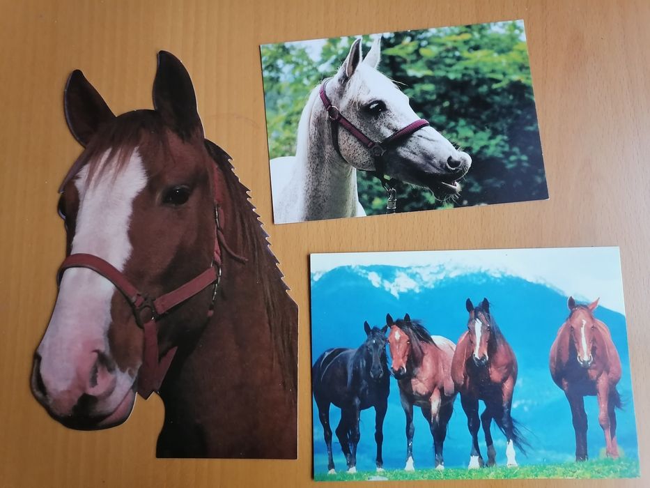 Konie zestaw pocztówek