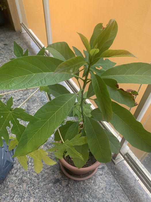 Abacate e mamao em vaso