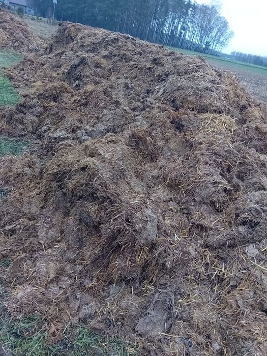 Obornik kurzak sprzedam