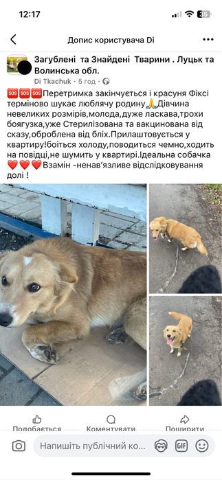 Собака в люблячі руки