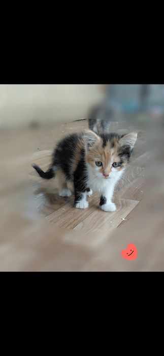 Кошенятка шукають дім