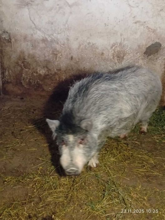 Продам-Обміняю Кнура