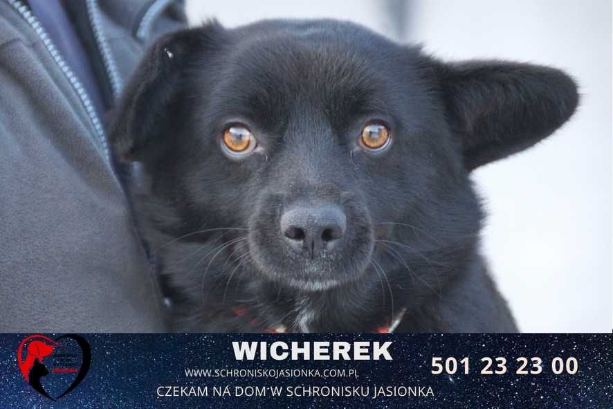 Wicherek do adopcji – Schronisko Jasionka