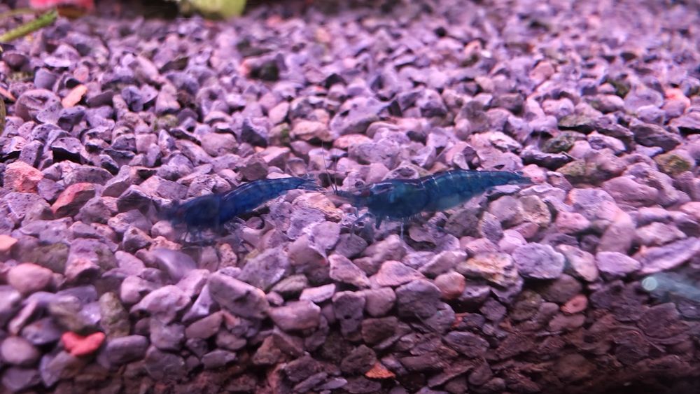 Krewetki Blue Velvet