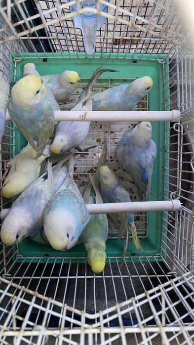 Periquitos 2025 bons