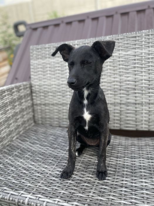 Suczka do adopcji za darmo