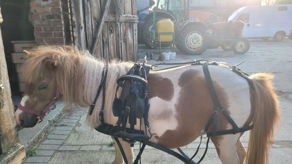Uprząż szory parowa pony shetty para komplet