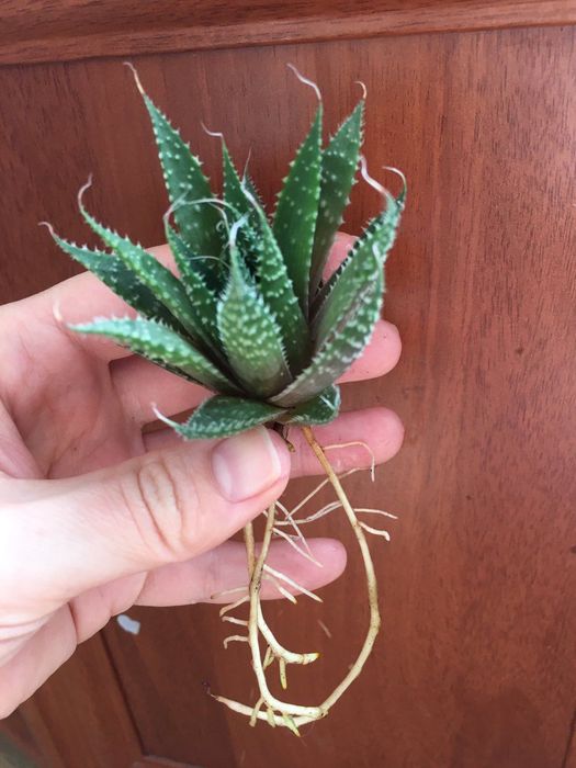 Продам  Алое остисте (Aloe aristata).Звичайне алое