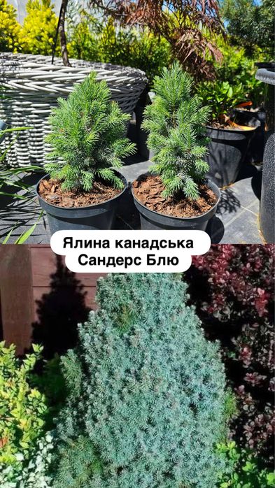 Ялина канадська Коніка ,Сан он зе скай, Дейзі Вайт