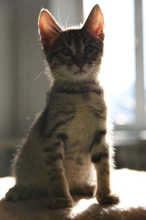 Солнечные котята