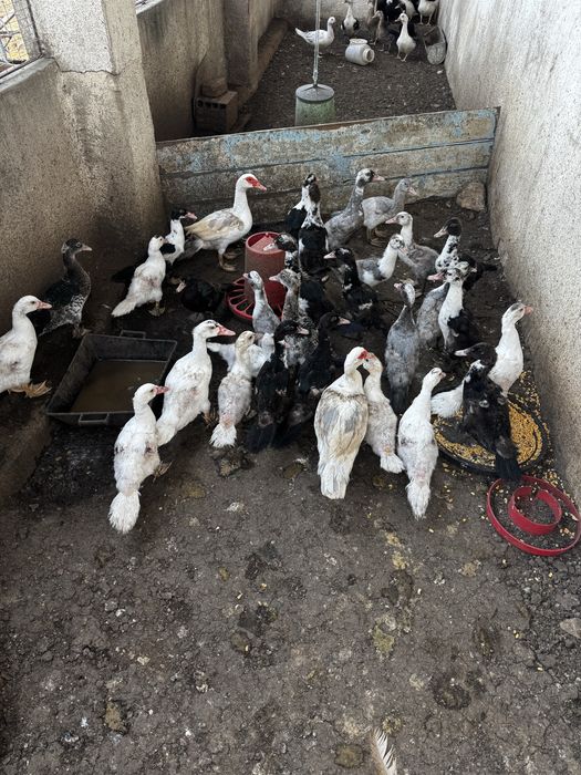 Patos mudos, deste ano