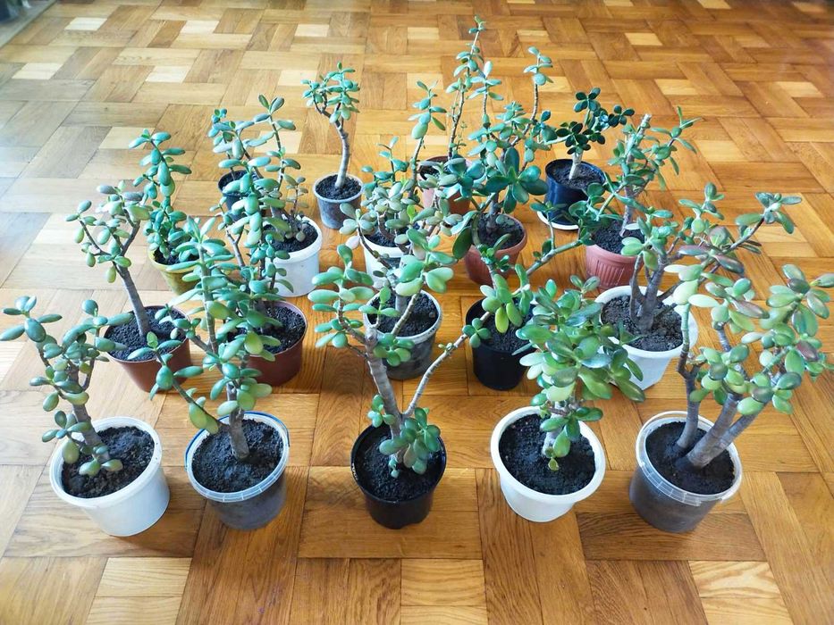 Дережное дерево взрослое