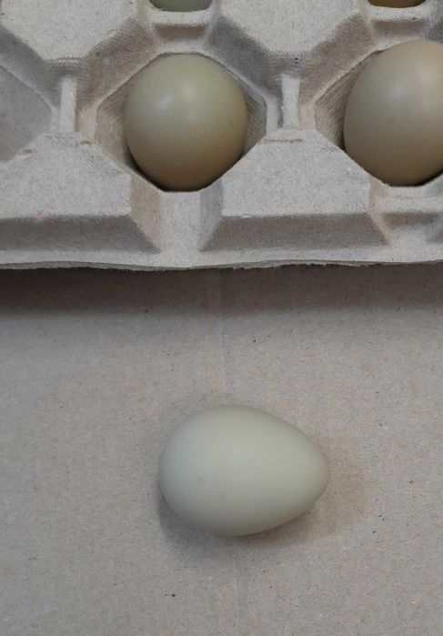 Kuropatwa szara, jaja lęgowe dostępne od marca