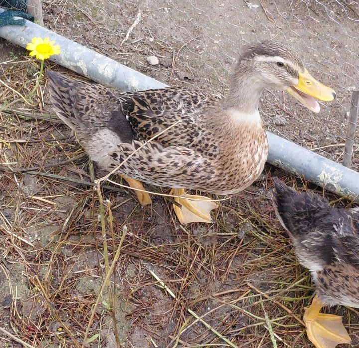 Casal Patos rouen