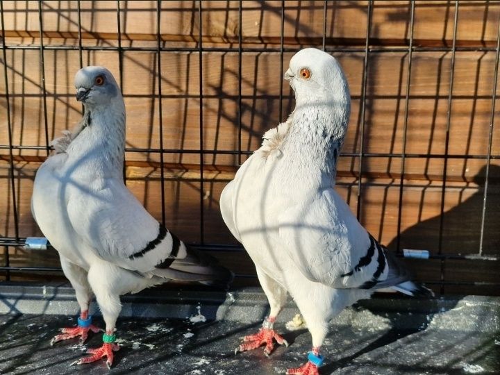 Mewki włoskie, mewka włoska, gołąb, gołębie, ozdobne,rasowe