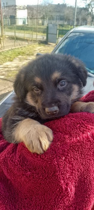 продам цуценят німецької вівчарки