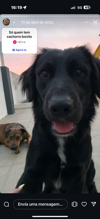 Cães para adocão