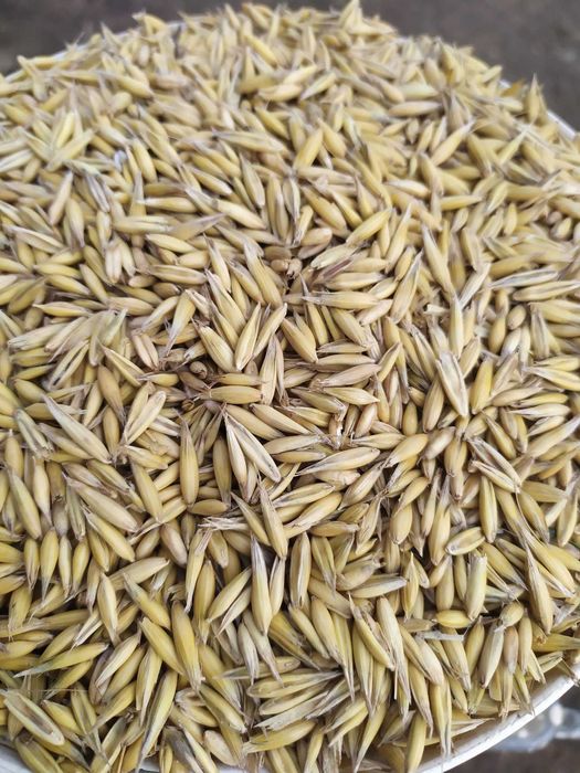 Sprzedam owies bingo