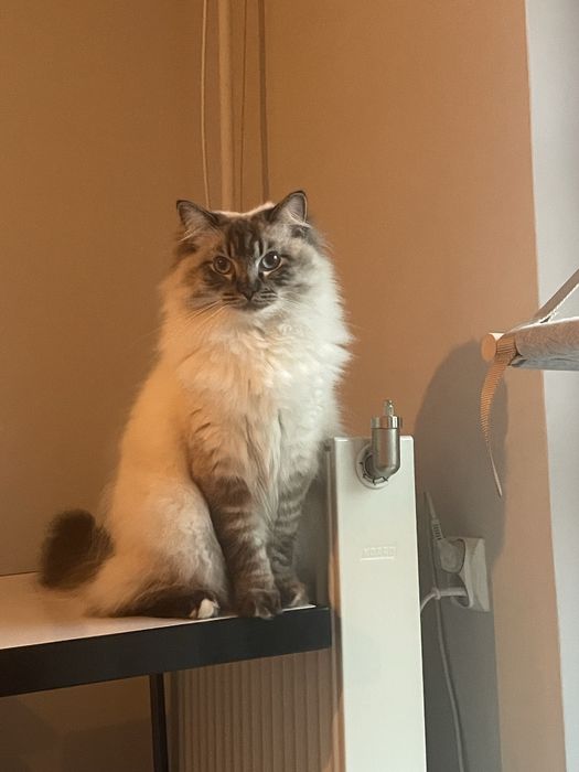 Kotka Ragdoll 2 letnia