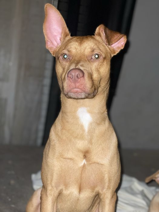 Adoção responsavel