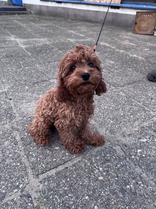 Szczeniak sunia cavapoo