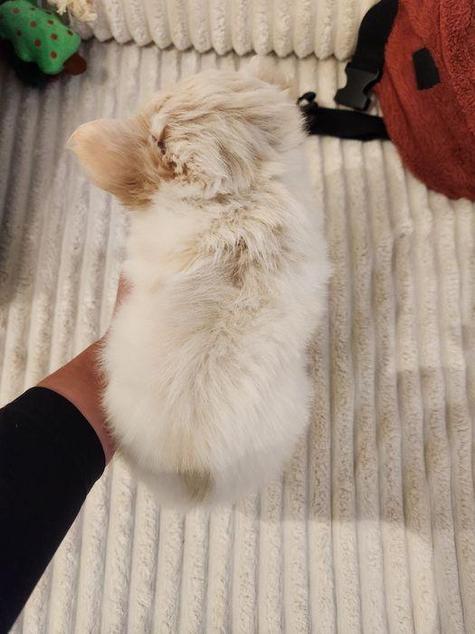 FCI/ZKwP Chihuahua kremowa długowłosa Unikatowa ***Nana***