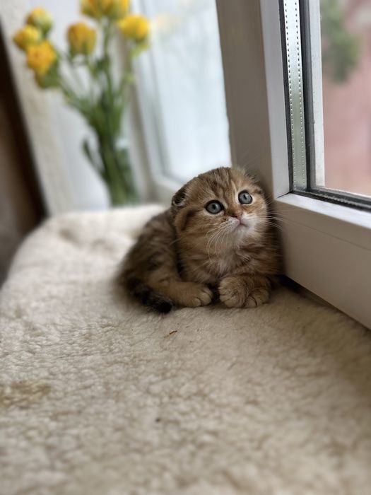 Шотландські кошенята