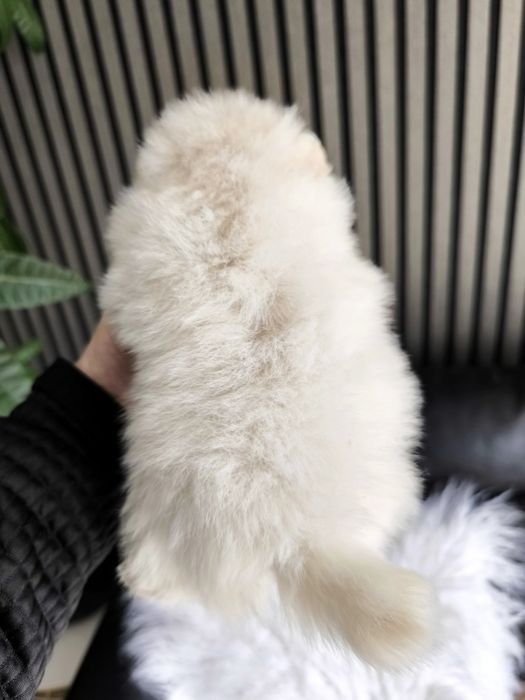 Spitz anão. Lulu da Pomerânia. Perfeito