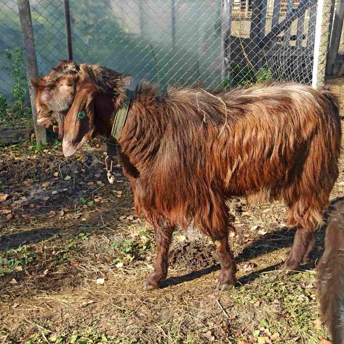 Цап Дамаська Шамі