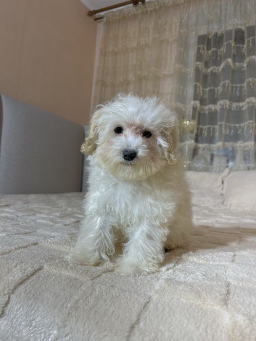 Мікро хлопчик Мальтипу Ф1.