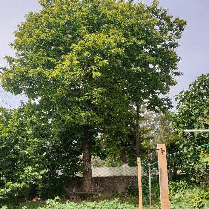 Castanheiros para transplantar