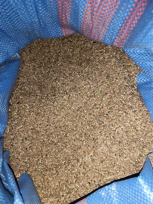 Seradela, saradela z sezonu 2025, wysyłka lub dowóz