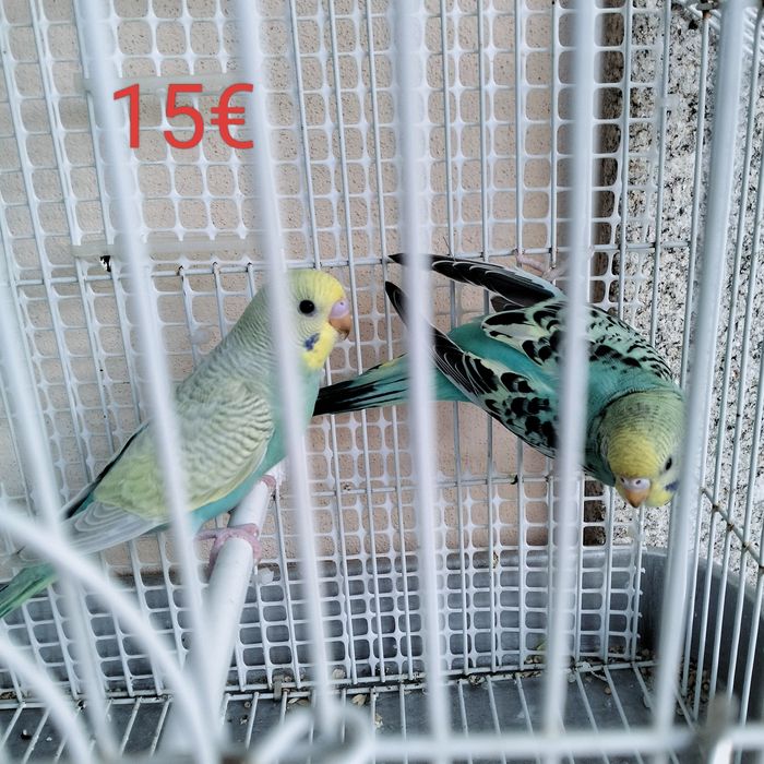 Piriquitos casais