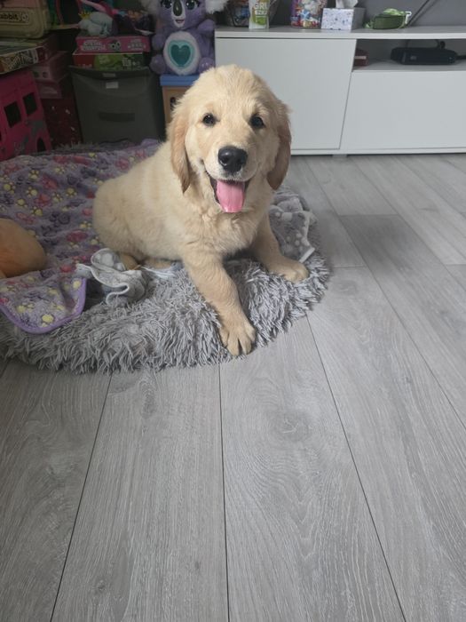 Golden Retriever ZKwP/FCI